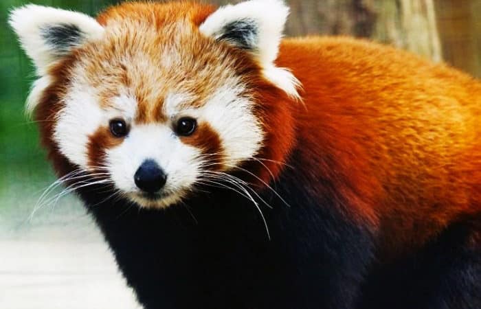 red panda tattoo